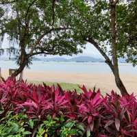 圍封多時，休養生息後的公園及海灘
