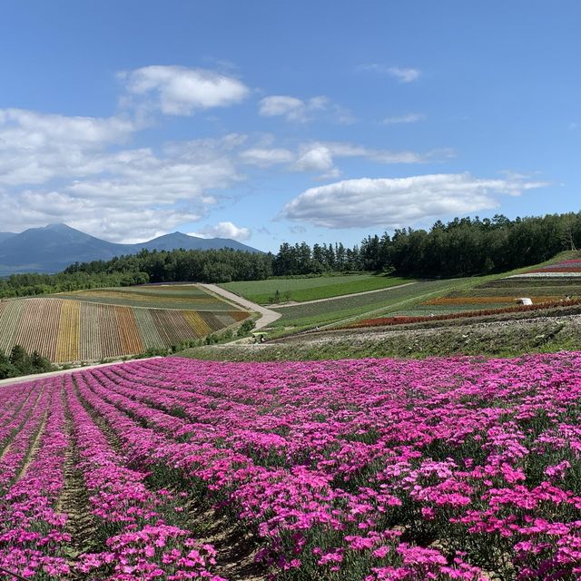 美瑛四季彩の丘　花のグラデーション🌸