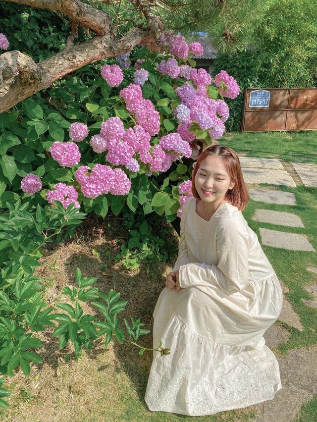 수국이 예쁘게 펴있는 전북 임실카페 '하루'