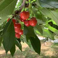 時間無制限😳豊富な種類のさくらんぼ狩🍒