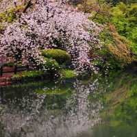 LATE SPRING @SHINJUKU GYOEN NATIONAL GARDEN
