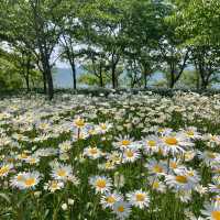 [샤스타데이지가 만개한 ‘변산마실길’]