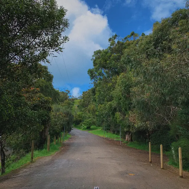 Kennett River 🐨 멜버른 여행