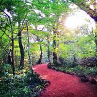 🚶 천년의 숲을 걷는 친환경여행, 비자림