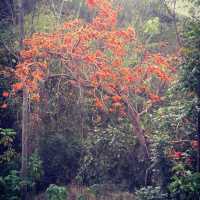 Belle villa resort/อุทยานไทรงาม นครราชสีมา