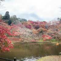 紅葉