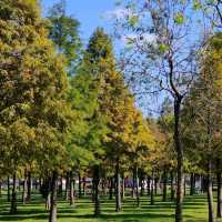 大溪河濱公園-落羽松區