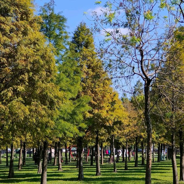 大溪河濱公園-落羽松區