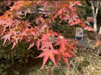 京都[紅葉めぐり]    　ー獅子吼の庭ー　宝厳院にて心を癒す