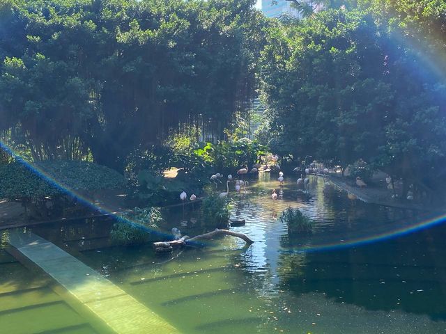 鳥湖@九龍公園