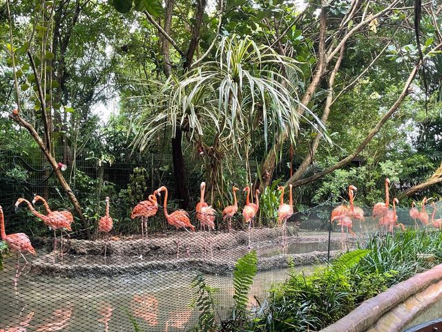River Safari Singapore Zoo, Mandai