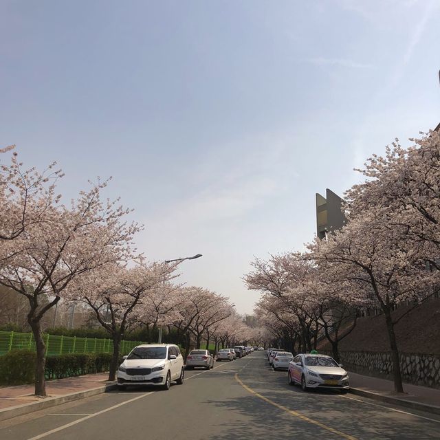 대학로 벚꽃 맛집, 경북대학교 러브로드?!💓