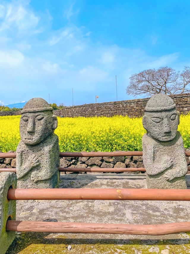  성벽따라 노랑노랑 유채꽃 "성읍민속마을" in 제주