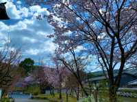 京都　SAKURA 桜めぐり❗️永観堂の桜に感動❗️