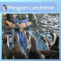 【京都】京都水族館の可愛すぎるペンギンさん✨✨
