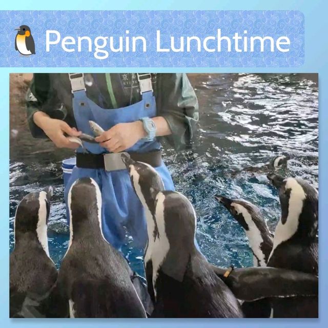 【京都】京都水族館の可愛すぎるペンギンさん✨✨