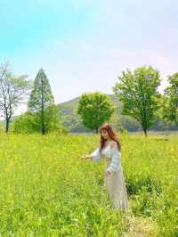 (✿ฺ。석장리 계절별 꽃단지 - 유채꽃편 ✿ฺ) 