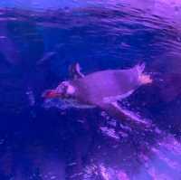 泰國｜曼谷水族館🐬暹羅海洋世界