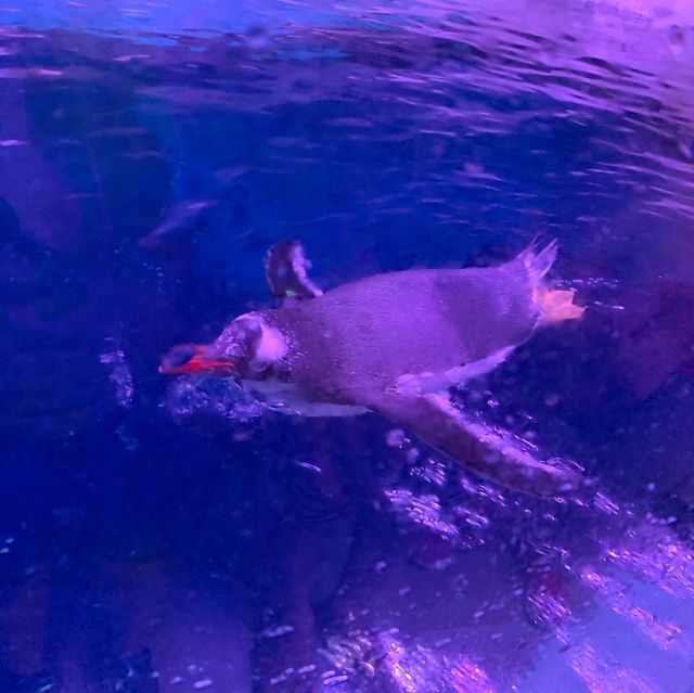 泰國｜曼谷水族館🐬暹羅海洋世界