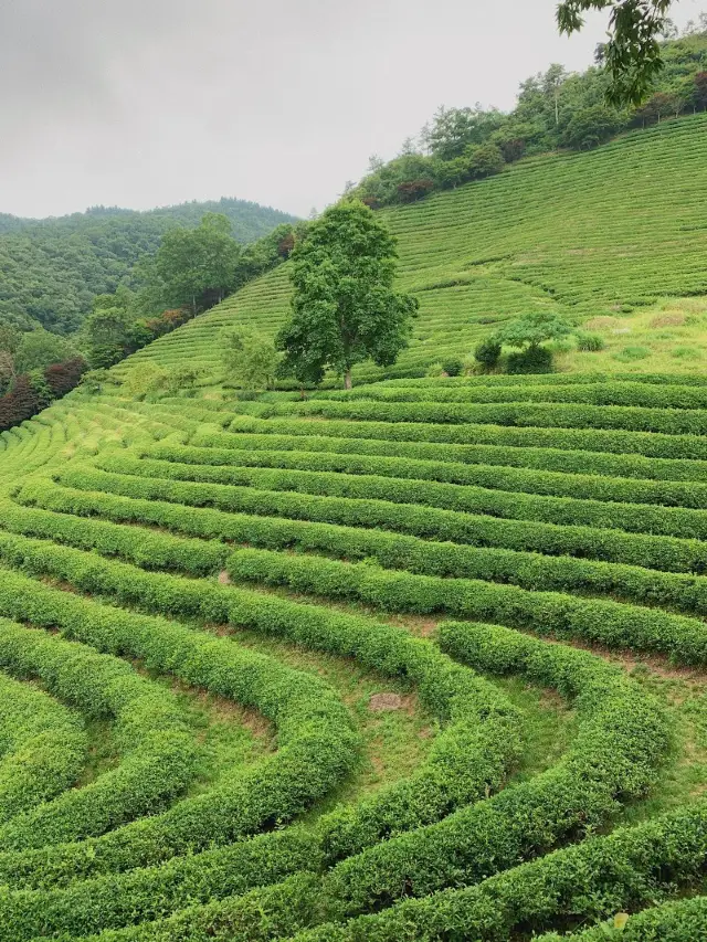 보성녹차밭 🍵 외국같은 푸릇푸릇함