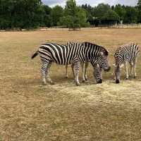 英國最具規模的野生動物公園及花園
