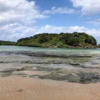 沖縄県石垣島 由布島水牛