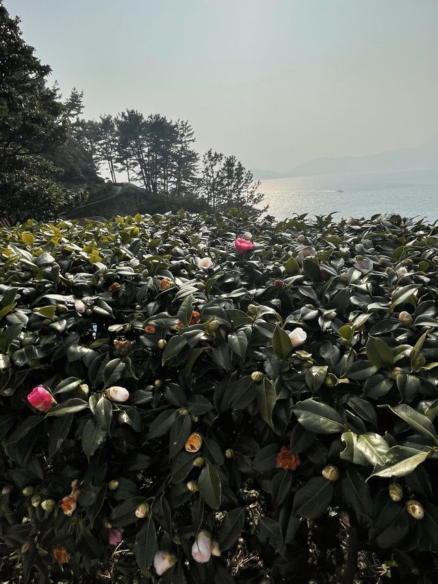 거제도