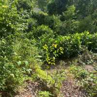 The Long Forgotten Bukit Batok Hillside