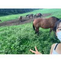 🐴 말과 함께 ‘성이시돌목장‘ 🐴