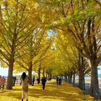 Asan Gingko Tree Road (은행나무길) 