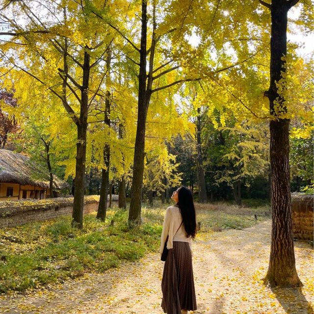 한국민속촌에 아름다운 단풍이🍁