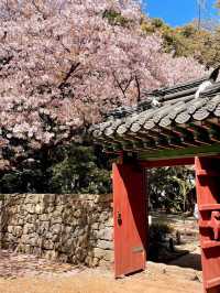 봄이 기다려지는 이유🌸