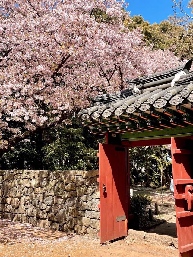 봄이 기다려지는 이유🌸
