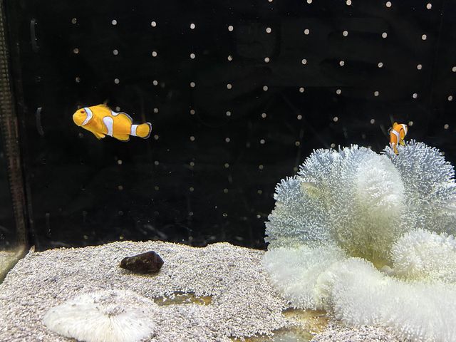 日本最大水族館－海遊館🤩
