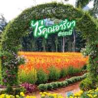 🌼🌸ไร่คุณอารียา🌿🌿