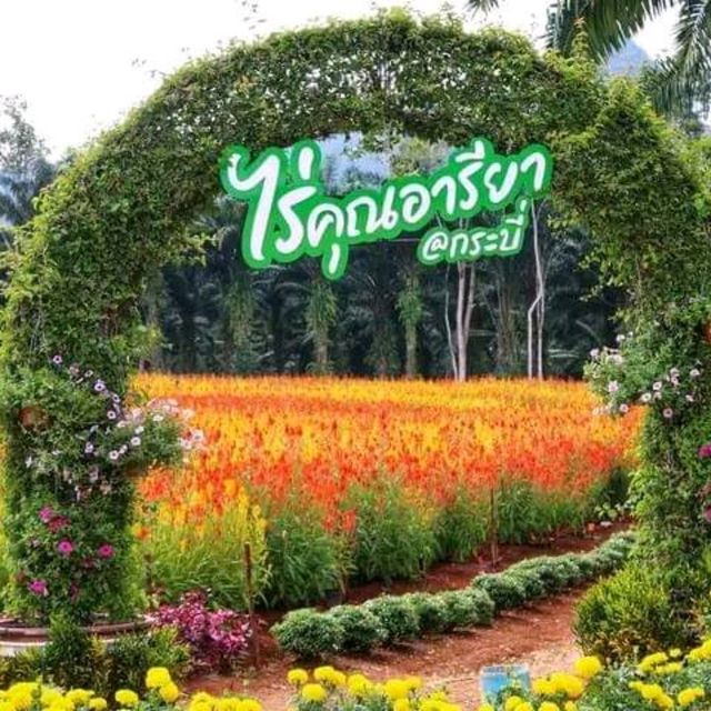 🌼🌸ไร่คุณอารียา🌿🌿