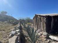 El Olivo🌵 Eco Olivo