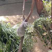 Taronga Zoo Sydney