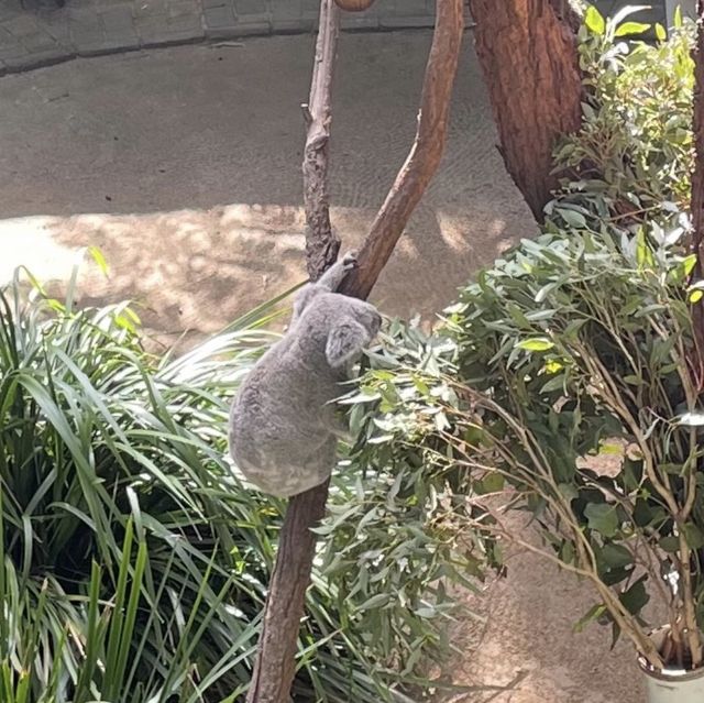 Taronga Zoo Sydney