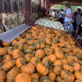 Essential things to do before Halloween