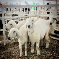 Al Areen Wildlife Park & Reserve