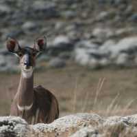 Bale Mountains Tours | Brilliant Ethiopia Tours