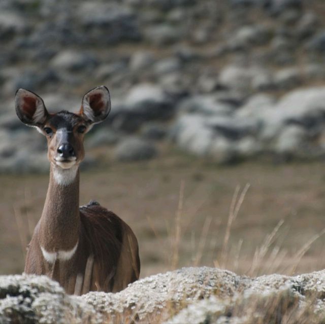 Bale Mountains Tours | Brilliant Ethiopia Tours