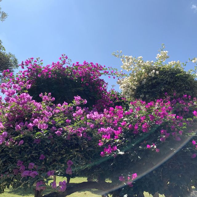 Tropical Flower and Fruit Garden