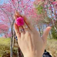 Yongfu Cherry Blossom Garden, Longyan