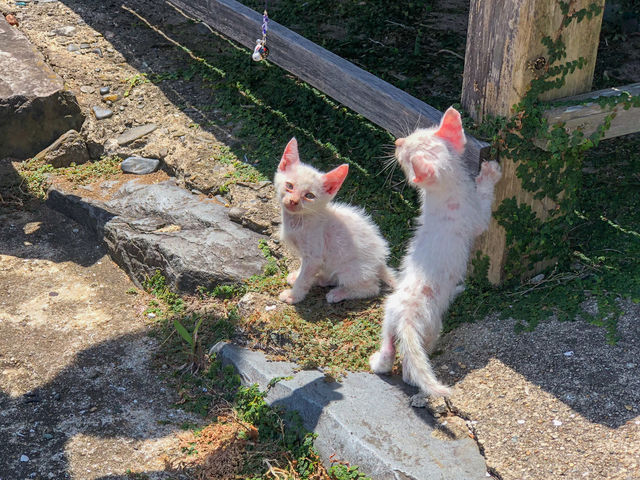 한적한 고양이 섬 , 아이노시마