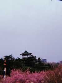 Spring In Yantai 