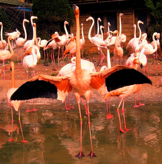 For bird lovers 
