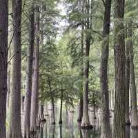 Shanghai’s Water Forest 