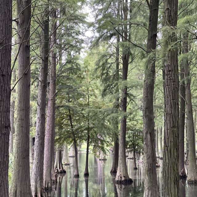 Shanghai’s Water Forest 